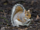 Grey Squirrel - Wiewiórka Szara